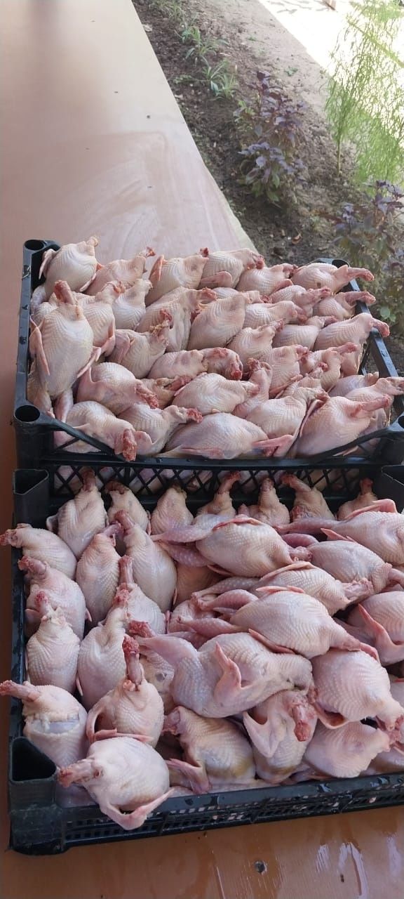 Бодене ет . Перепелинное мяса