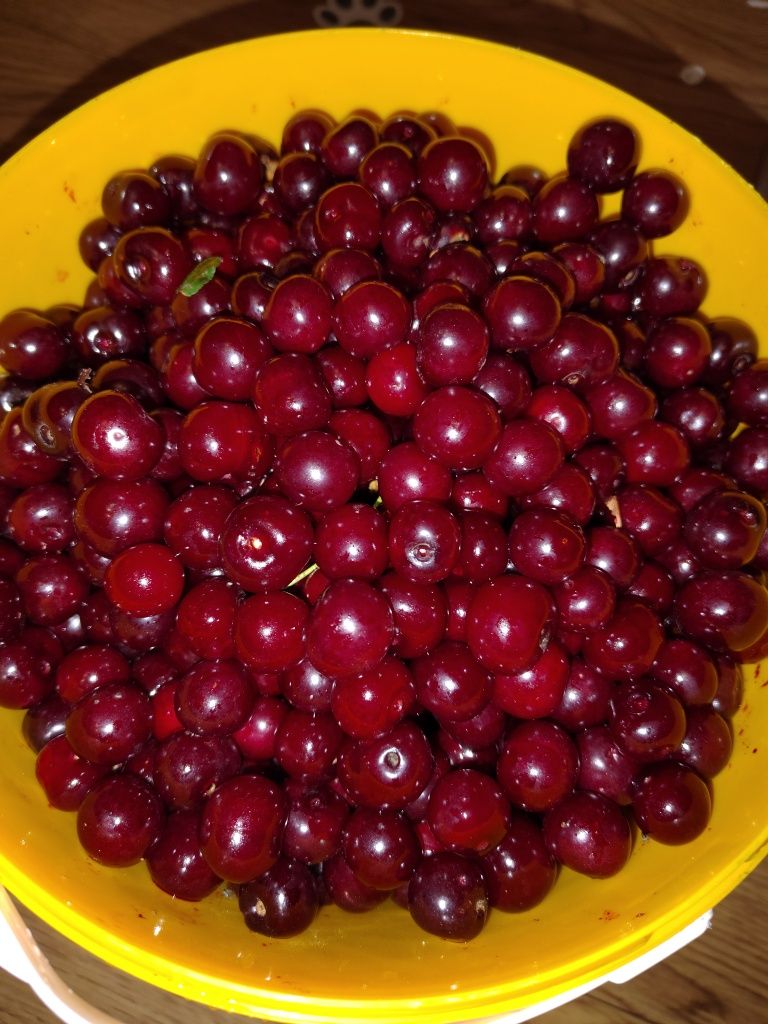 Вишня  садовая домашняя