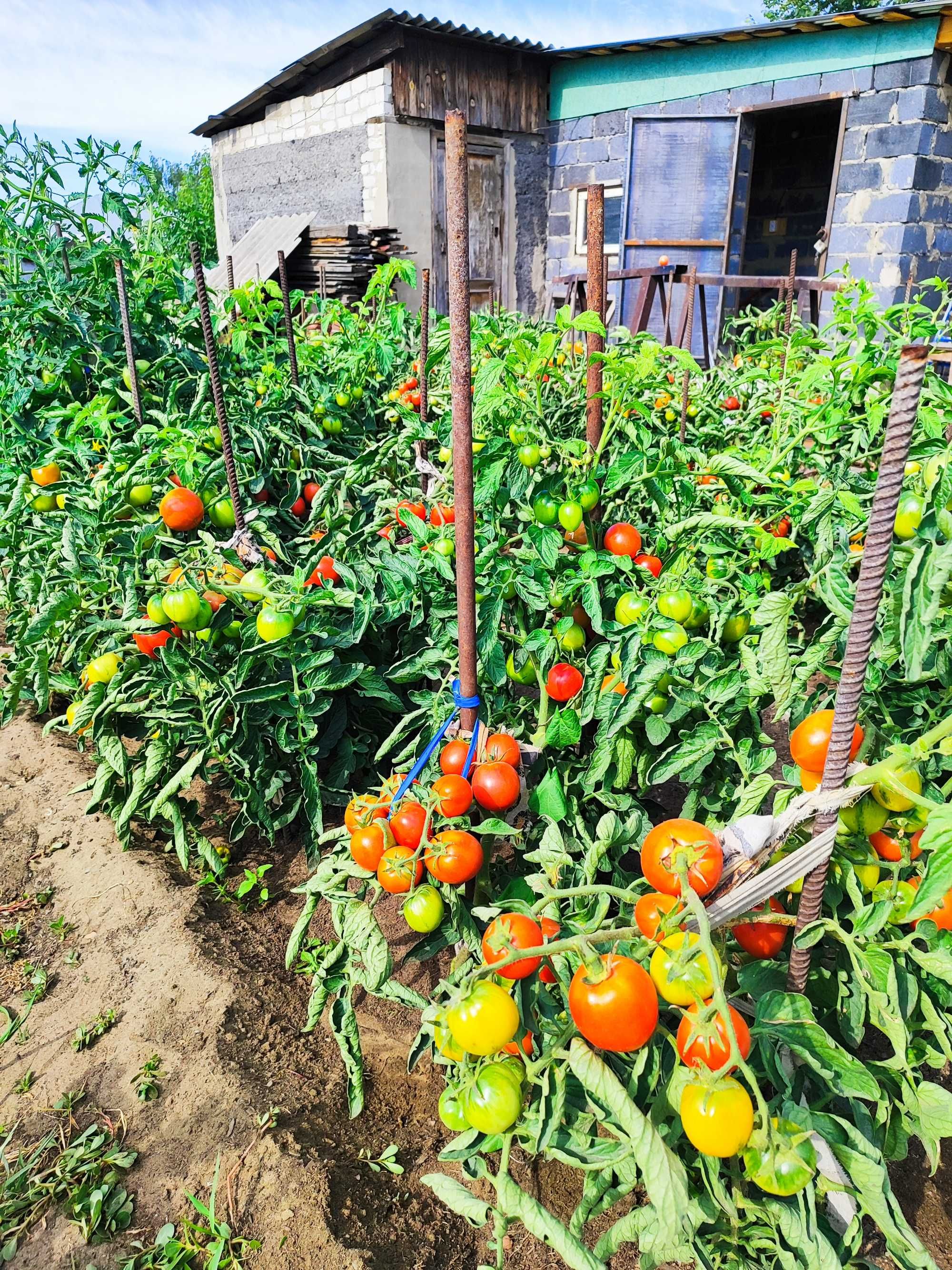 Продам помидоры для засолки