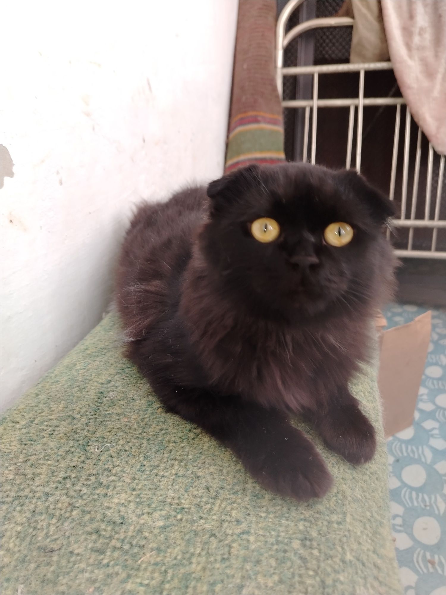 Молодой котик подросток шиншилла, вислоухий