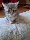 Отдам котят в добрые  руки