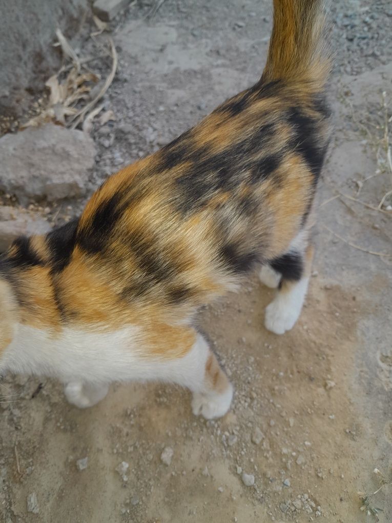 Отдам котят в хорошие руки