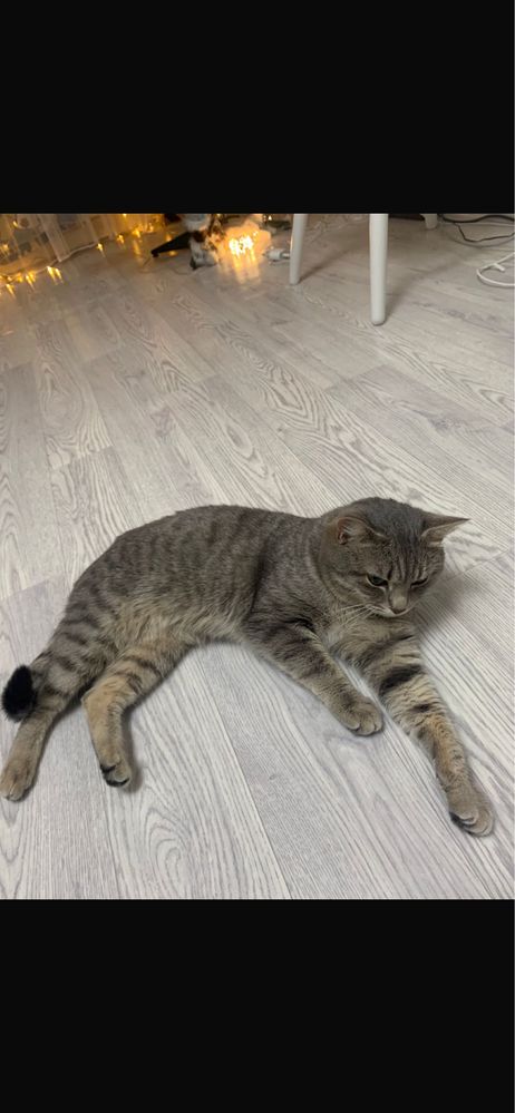 Отдадим кота в хорошие руки