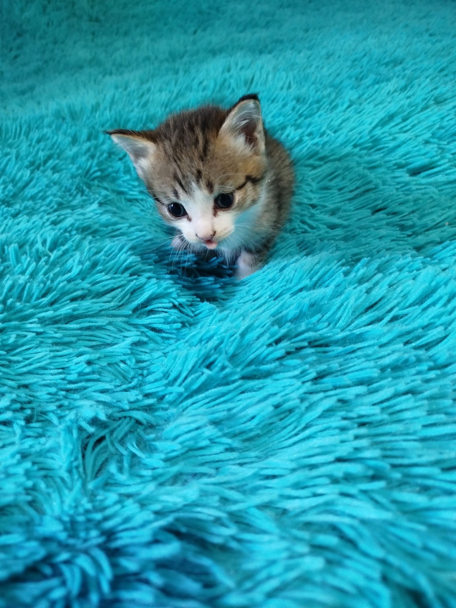 Отдам в добрые руки котят