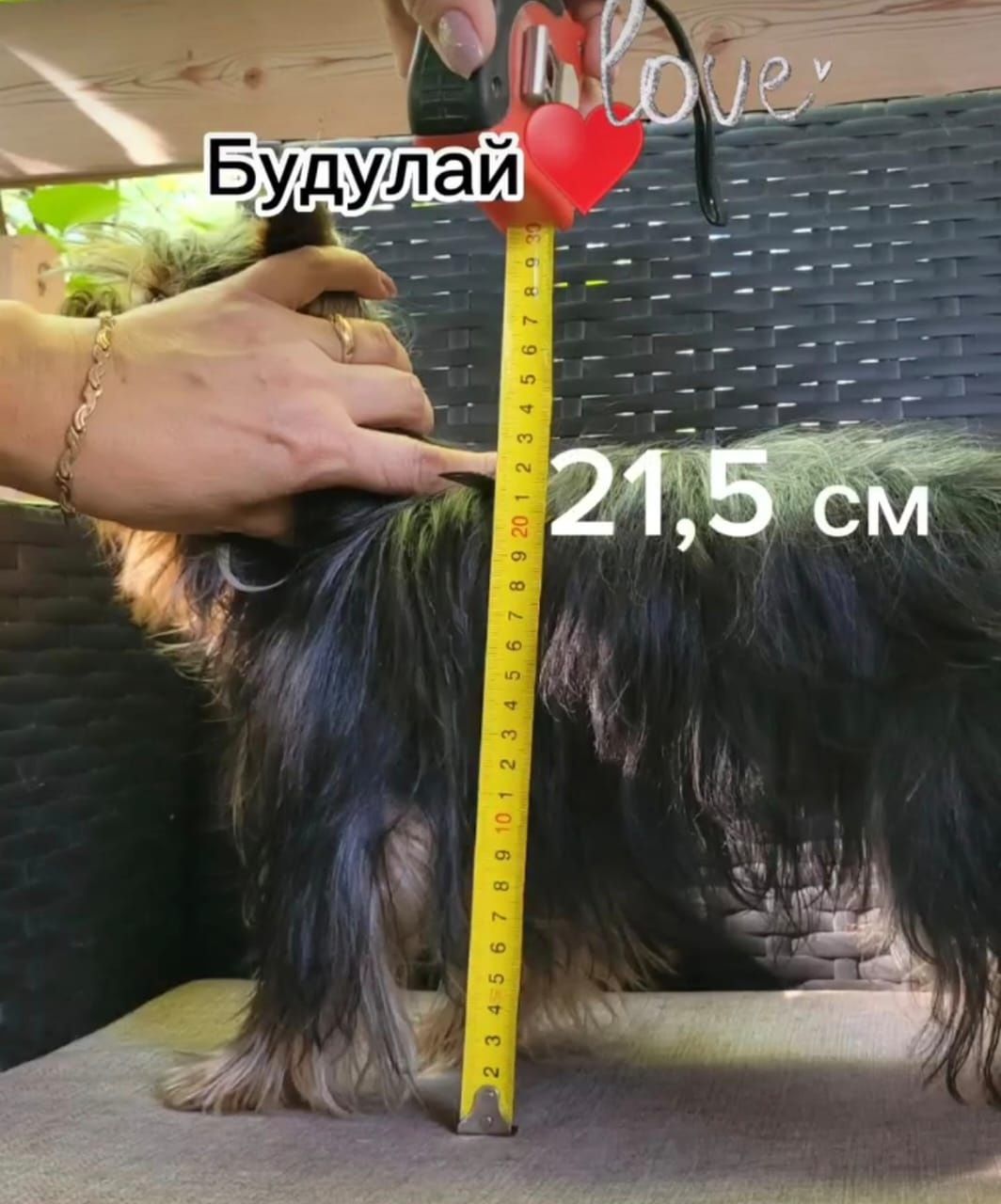 Жених (на вязку) Йоркширского терьера