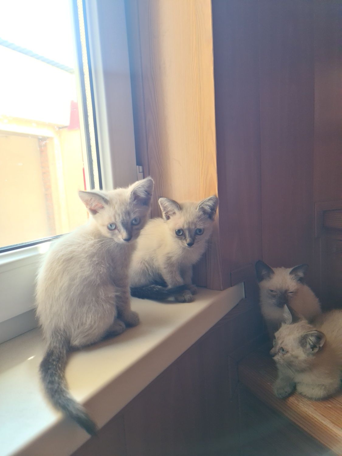 Замечательные котята