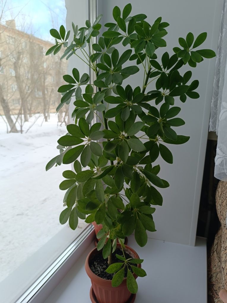 Продам шефлеру, фикус и алоэ