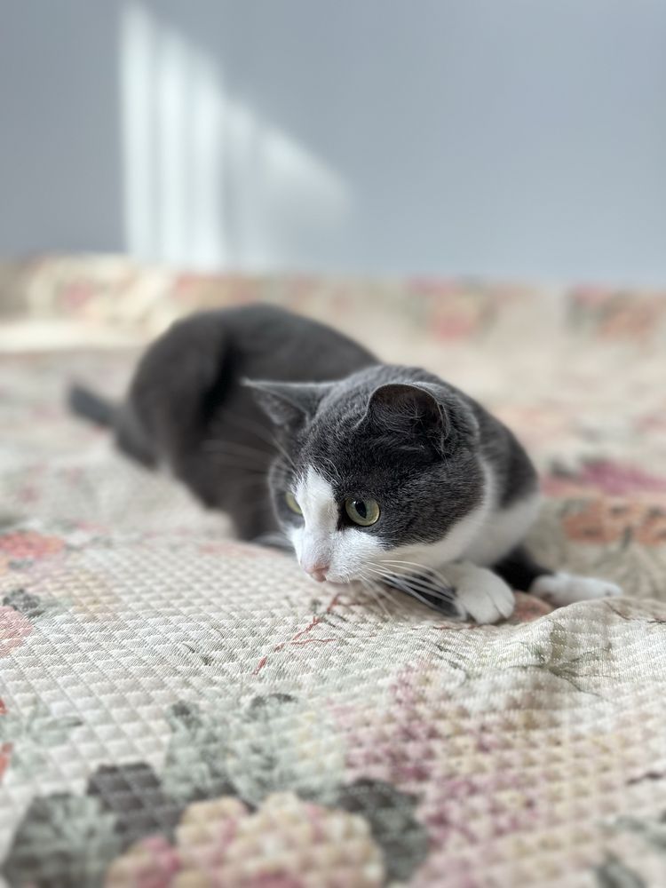 Кошечка ищет дом