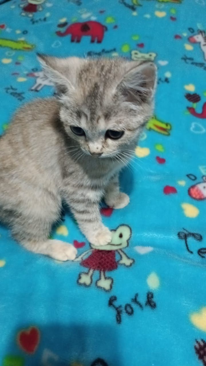 Продаю милых котят