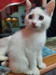 Котёнок Кефирчик