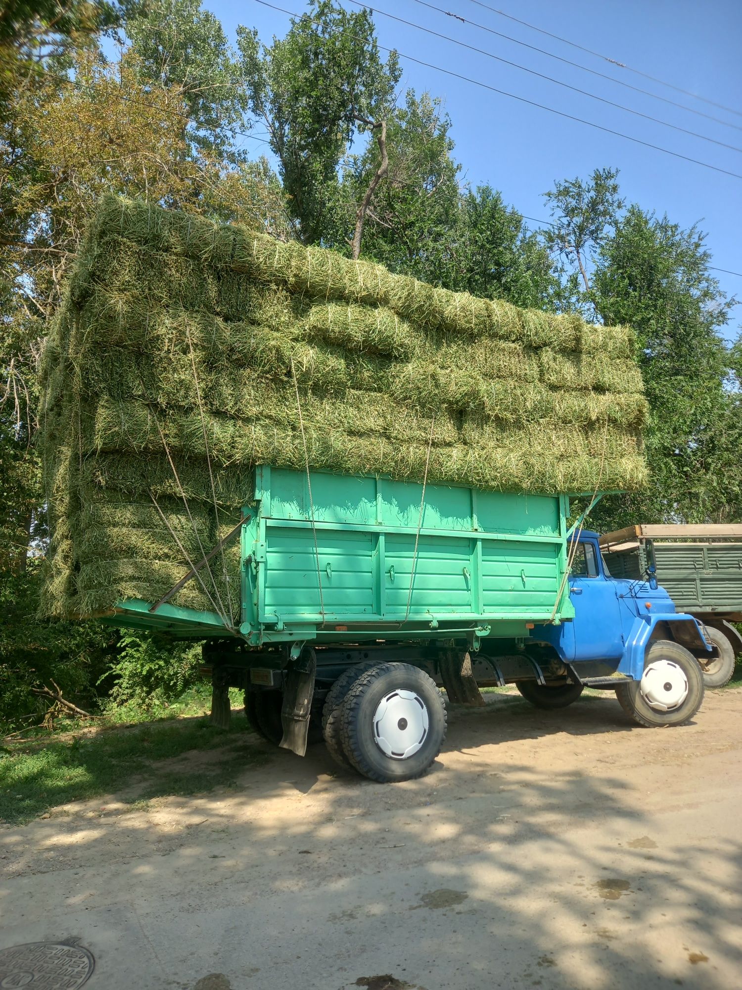 Сабан салома шөп клевер