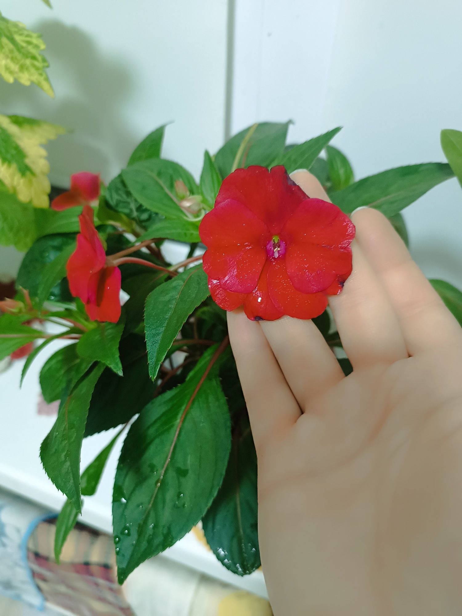Продам сортовой бальзамин Impatiens.
