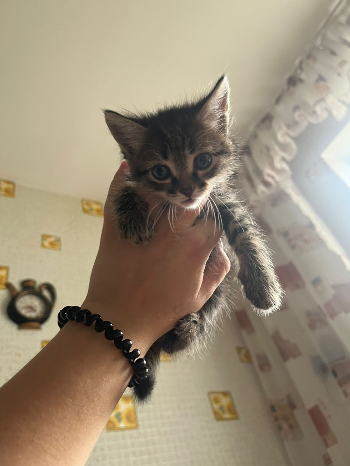 Отдам даром котят