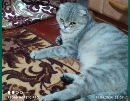 Пристраивается кошечка шотландская-