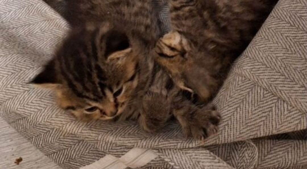 Британские котята девояки, 1.5 мес девочки