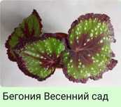 Бегония  разные виды