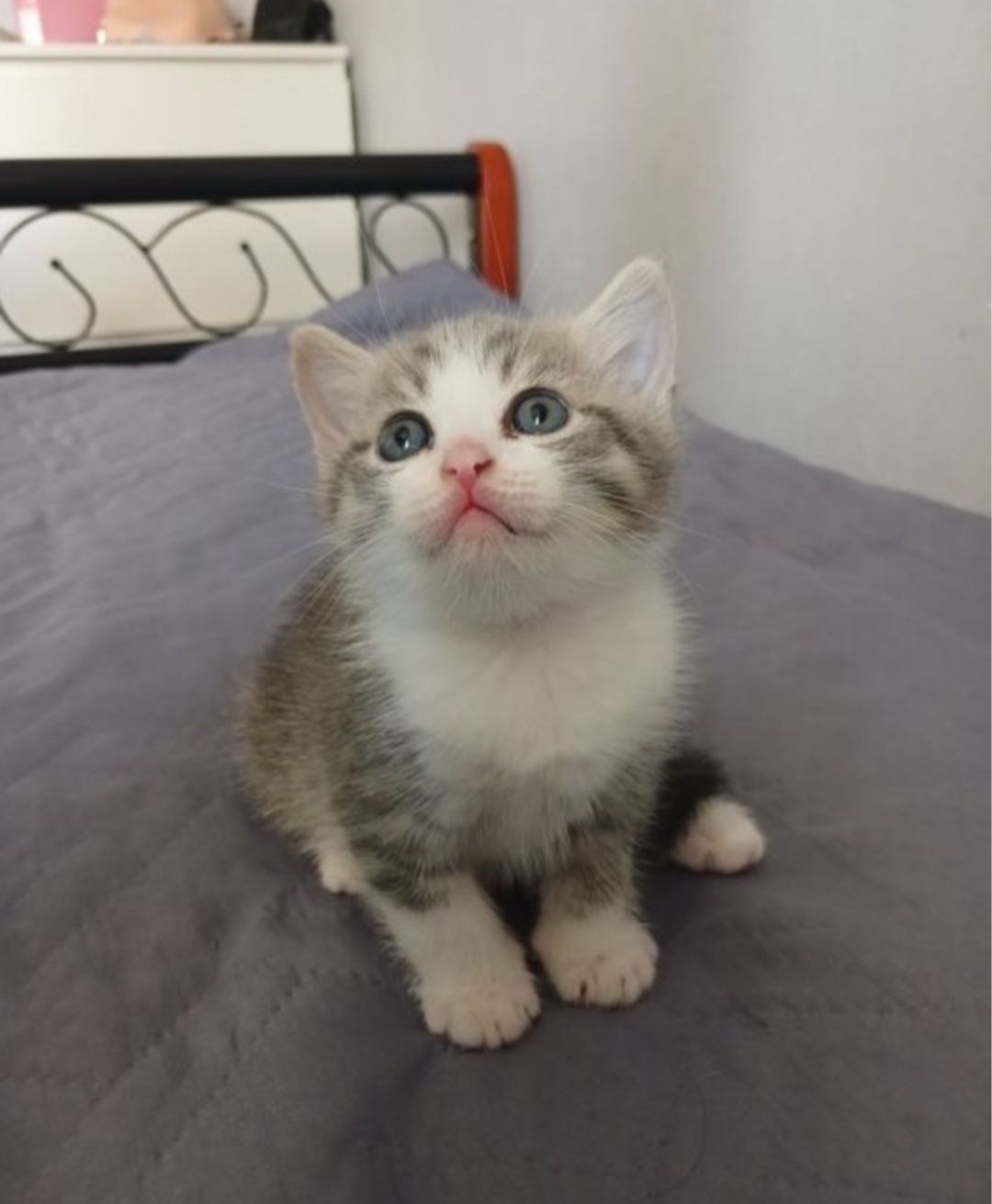Британские котята мальчики