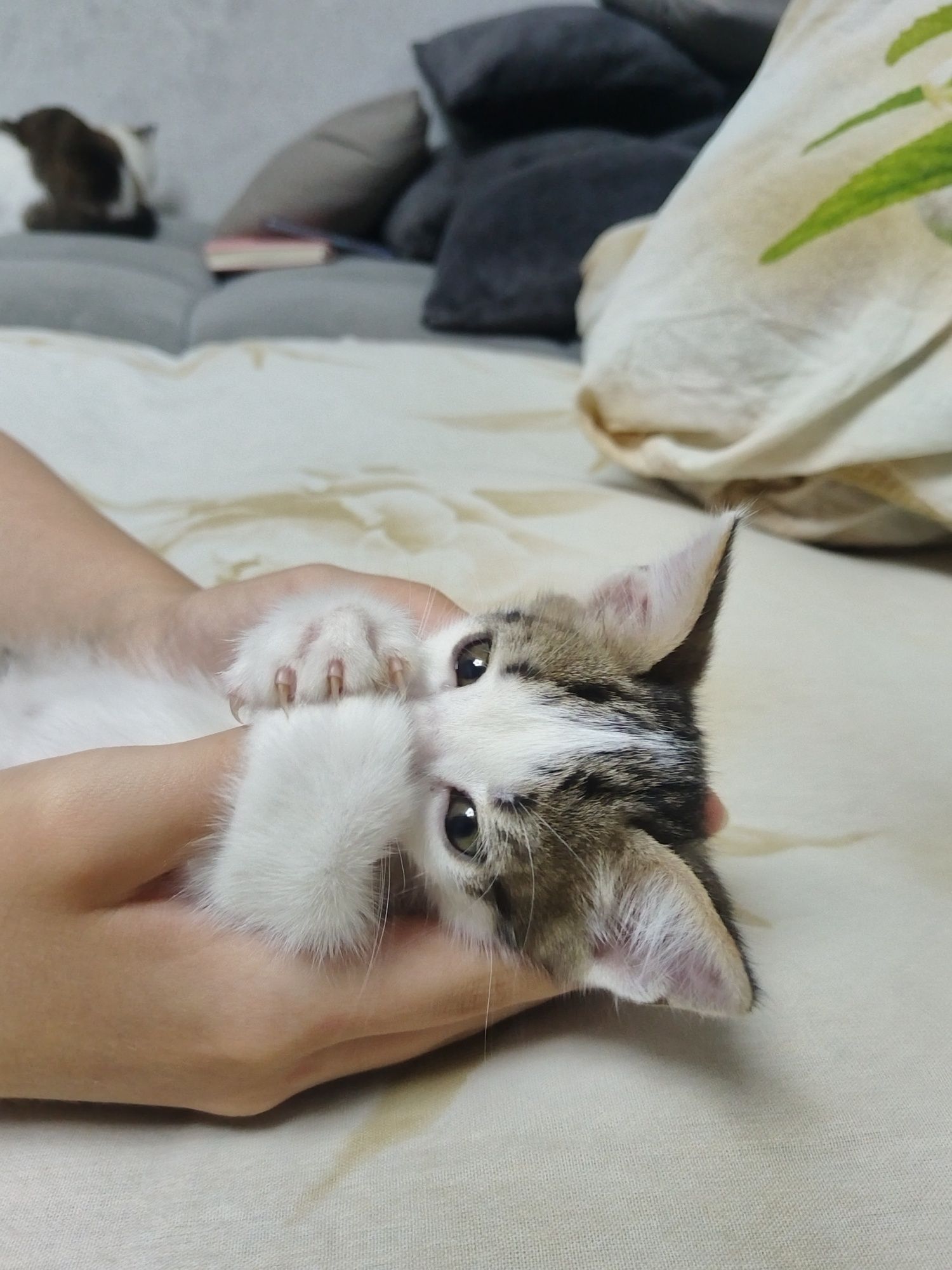 Отдам котёнка только в добрые руки
