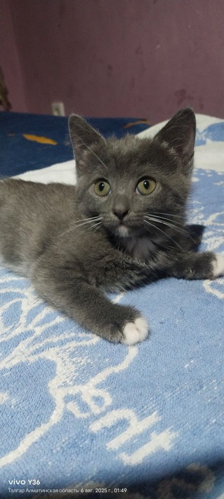 Котята ищут дом.