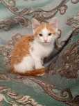 Отдам котёнка в добрые руки