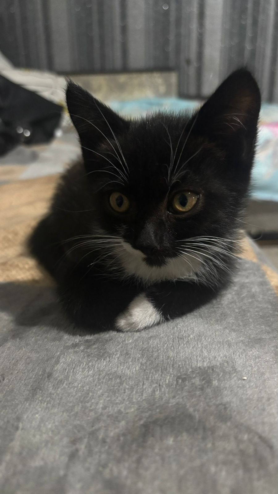 Маленькие котята