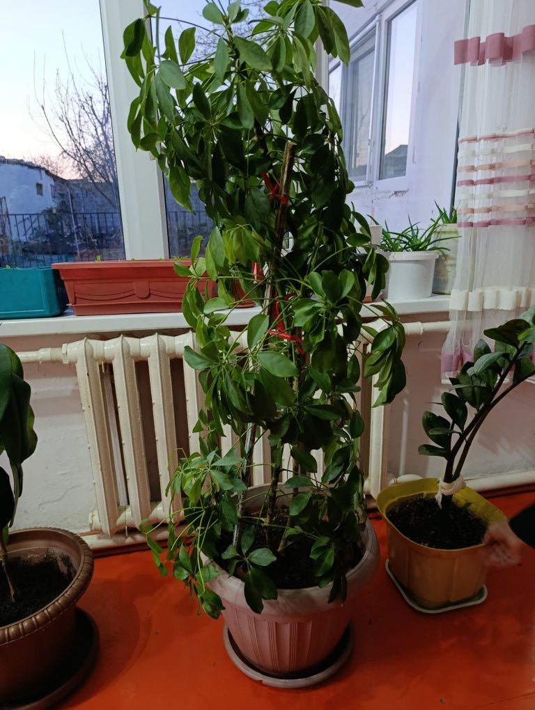 Домашние цветы разного вида