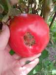 Продам помидоры, острый жгучий перец, баклажаны