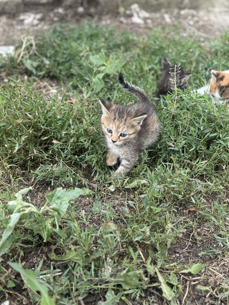 Отдам котят в добрые руки