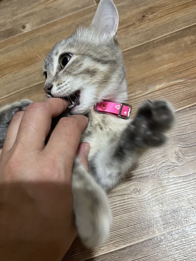 Отдам котенка в добрве руки