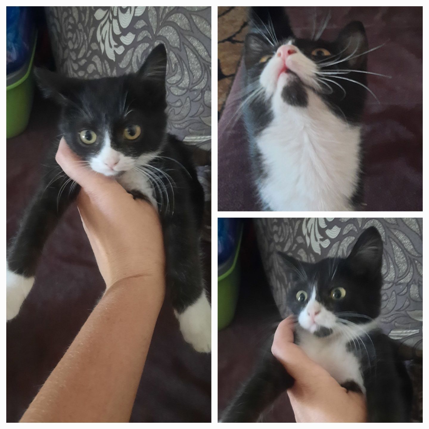 Котик в добрые руки