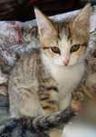Котенок ищет дом