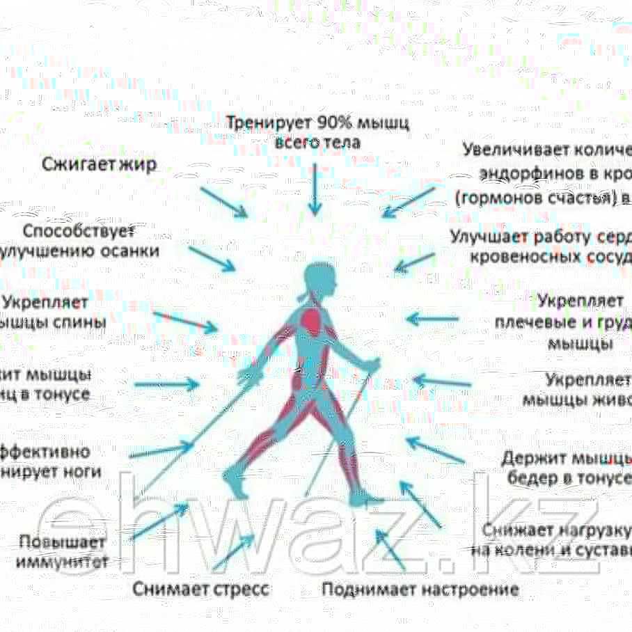 скандинавские палки для ходьбы ходьба
