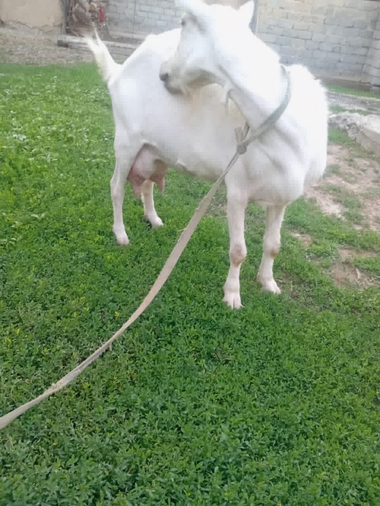 Коза.