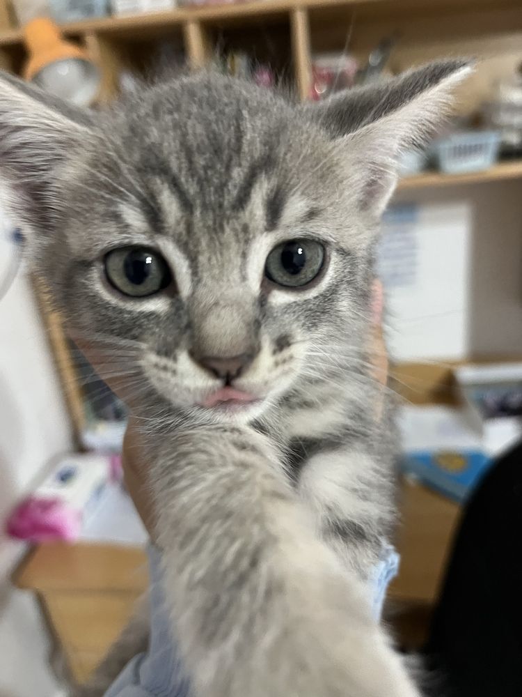 Котята в серых оттенках. Котик. Котики. Мысық. Марғау.