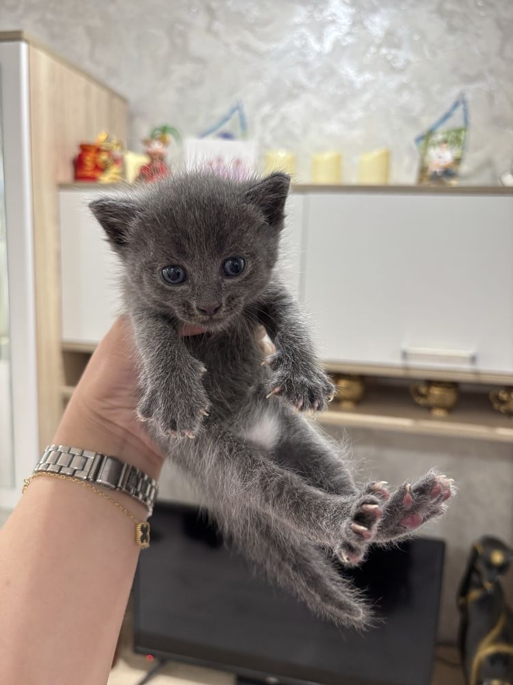 Отдам котят в добрые руки