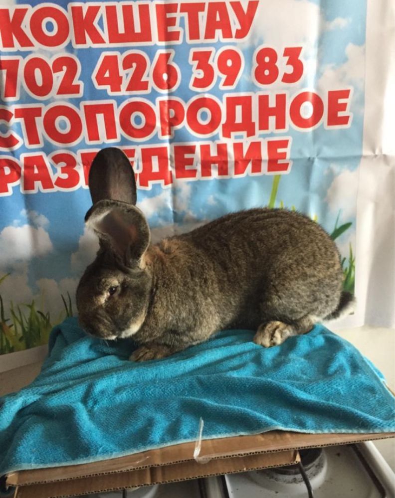 Продам кроликов породы фландр