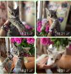 Отдам котят в добрые руки.