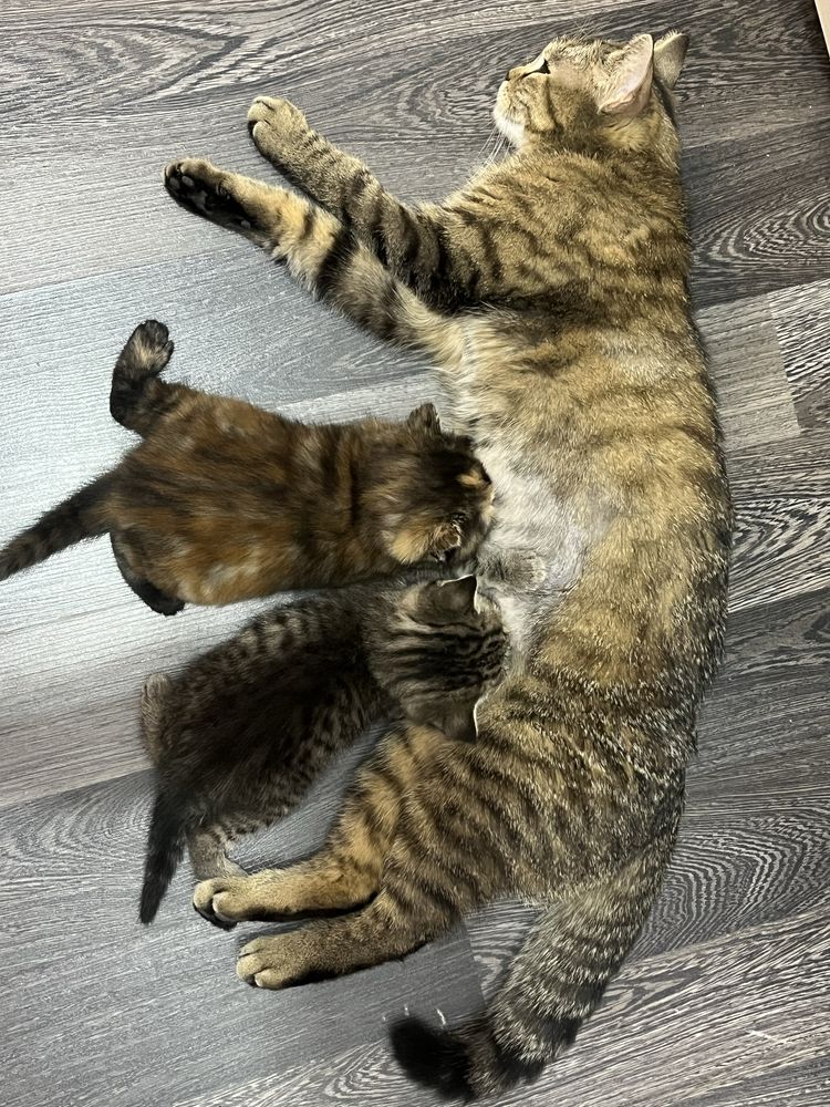 Продам кошку шотландскую