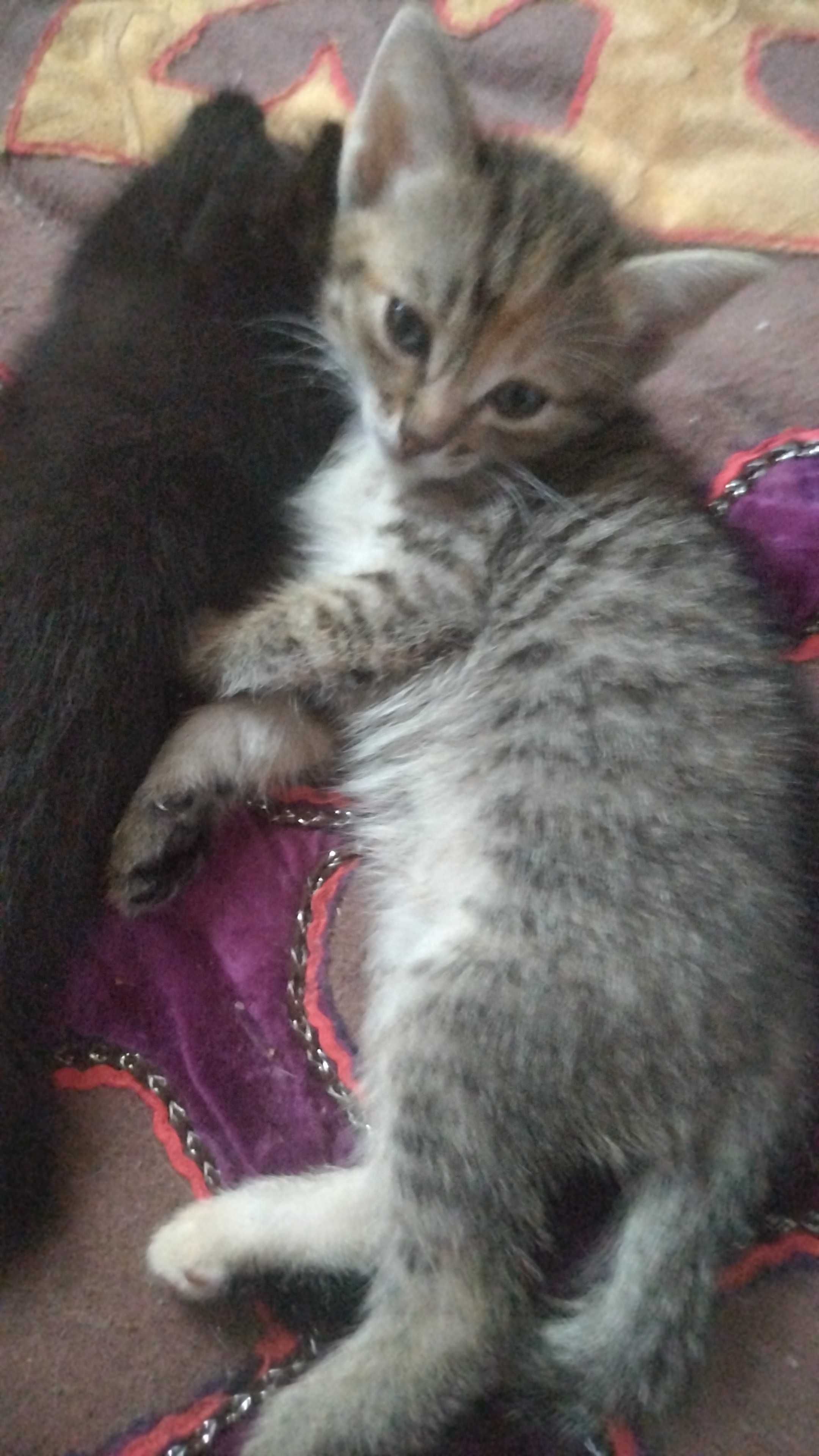 Отдам котенка в добрые руки очень красивая девочка