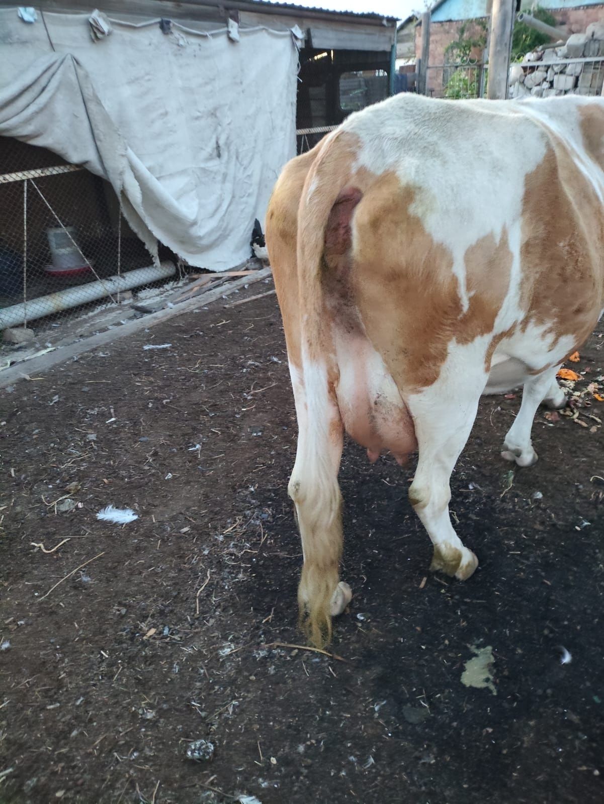 Продам дойную корову