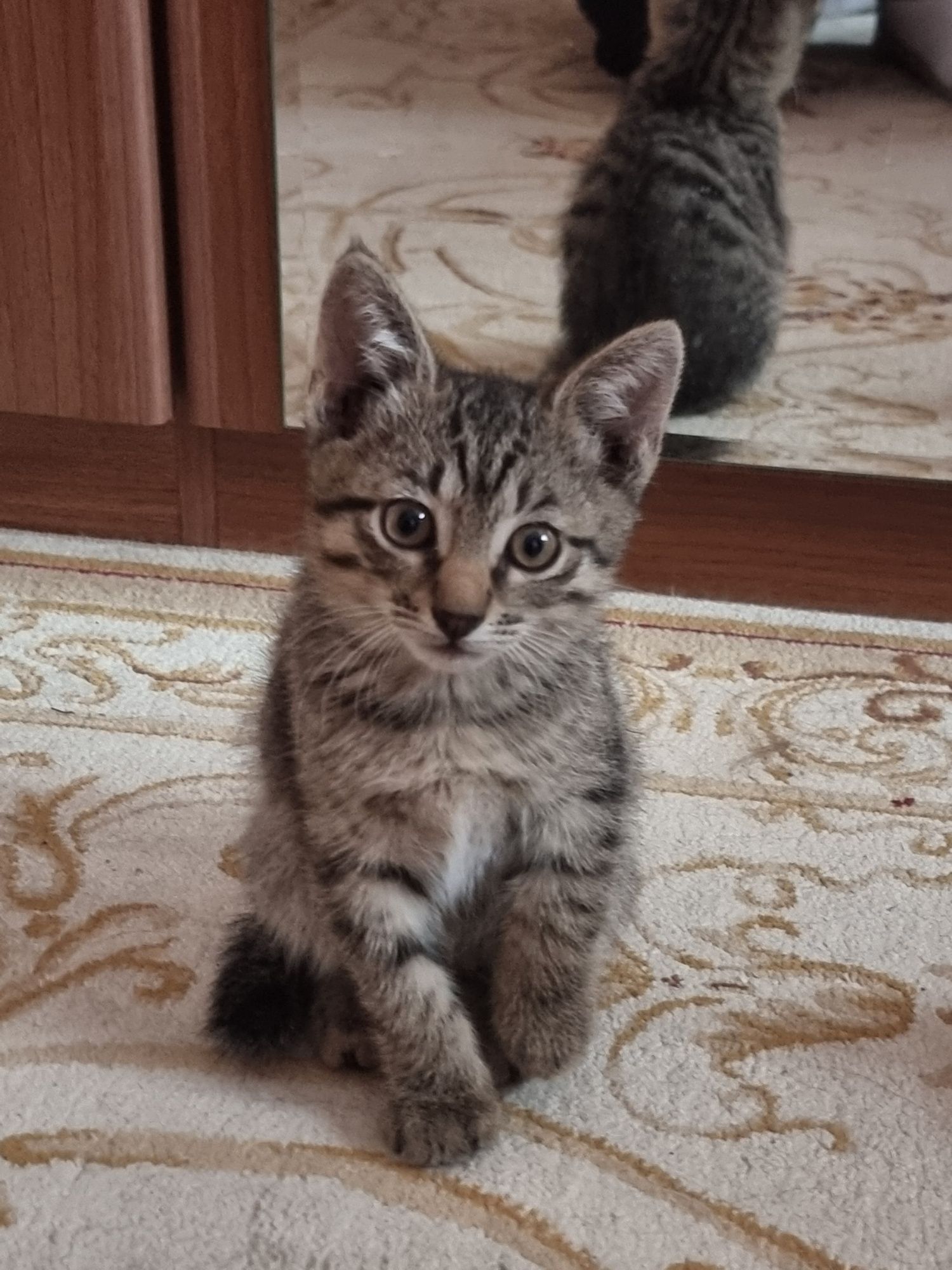 Отдаём котят (мальчика и девочку) в добрые  руки