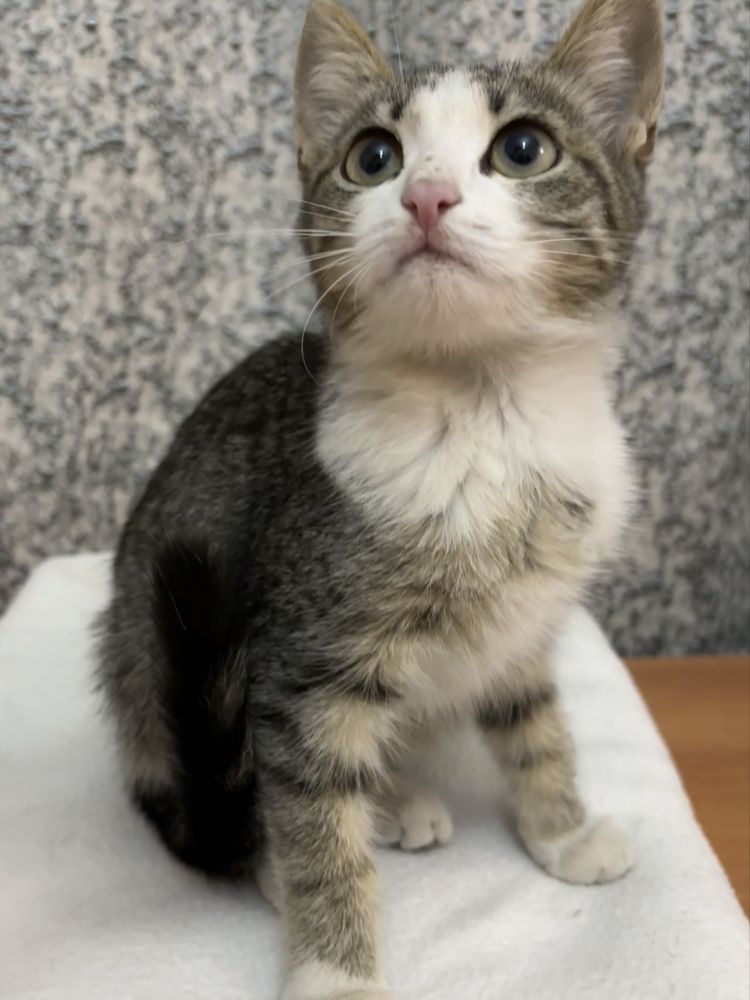 Котенок ищет дом