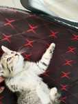 Бесплатно Котенок