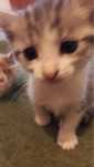 Котенки даром к любящим хозяевам
