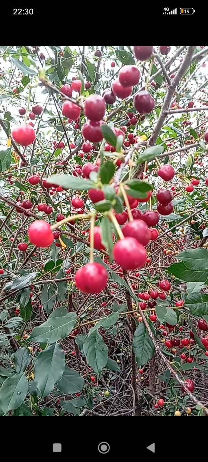 Продам дикую вишню,крупная