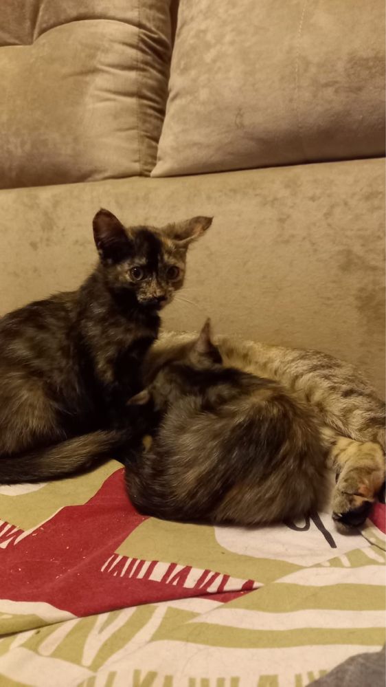 Отдам котенка бесплатно