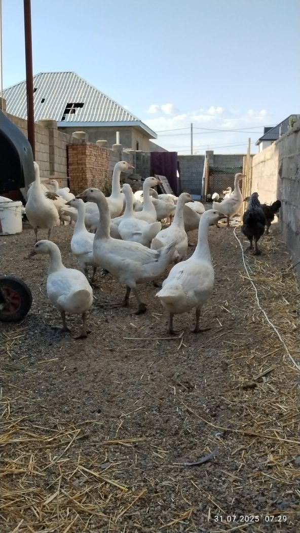 Продам гусей. Отличные
