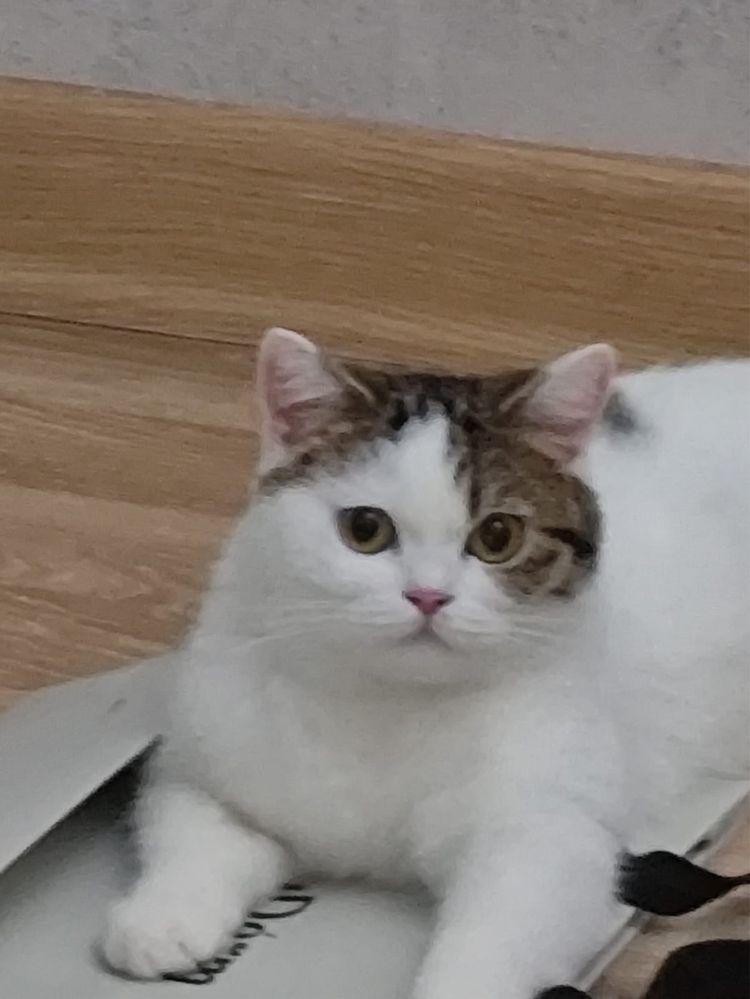 Отдам в хорошые руки кошку