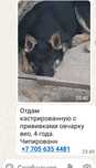 Найденные потеряшки 16.04  породистые дворняжки щеночки добрым людям