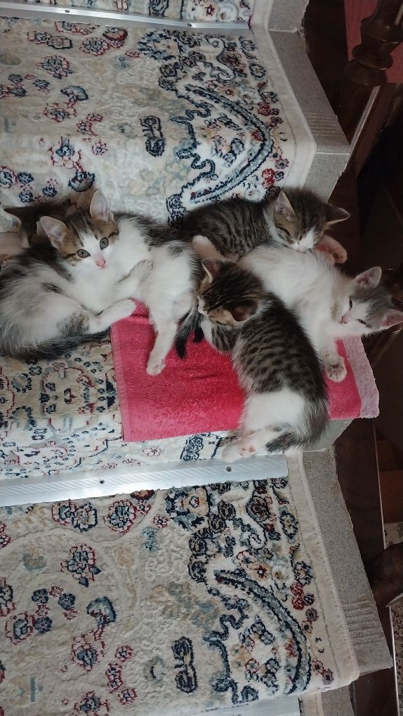 Отдам котят в добрые руки.